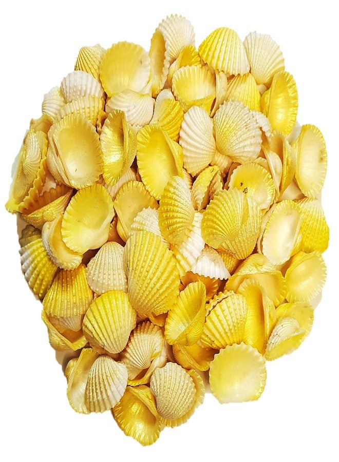 DS1 Shell, Shells for Decoration, Aquarium, Table, Vase, Fountain, Golden, 150 gm - Image 1